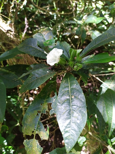 Hibiscus macilwraithensis, 2025-08-03