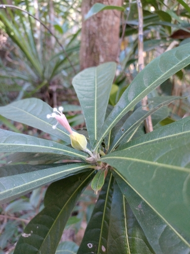 Macrostelia
