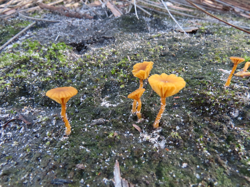 Lichenomphalia chromacea · July 2025 · photo: © cygnet (iNaturalist, cc-by)