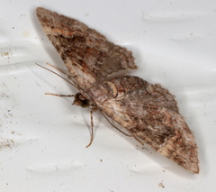 Mnesiloba eupitheciata