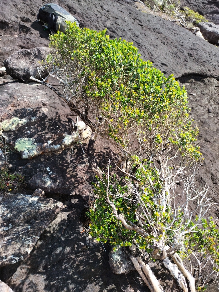 Sannantha tozerensis