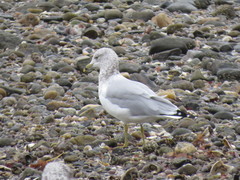 Larus delawarensis