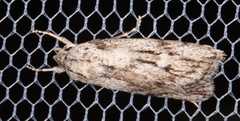 Cryptophasa phycidoides