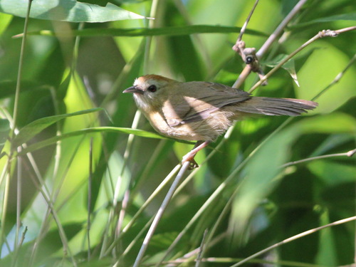 Rufous-fronted Babbler (Cyanoderma rufifrons), photo 6