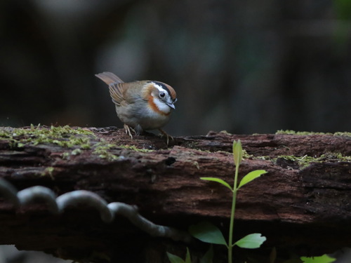 Rufous-throated Fulvetta (Schoeniparus rufogularis), photo 7
