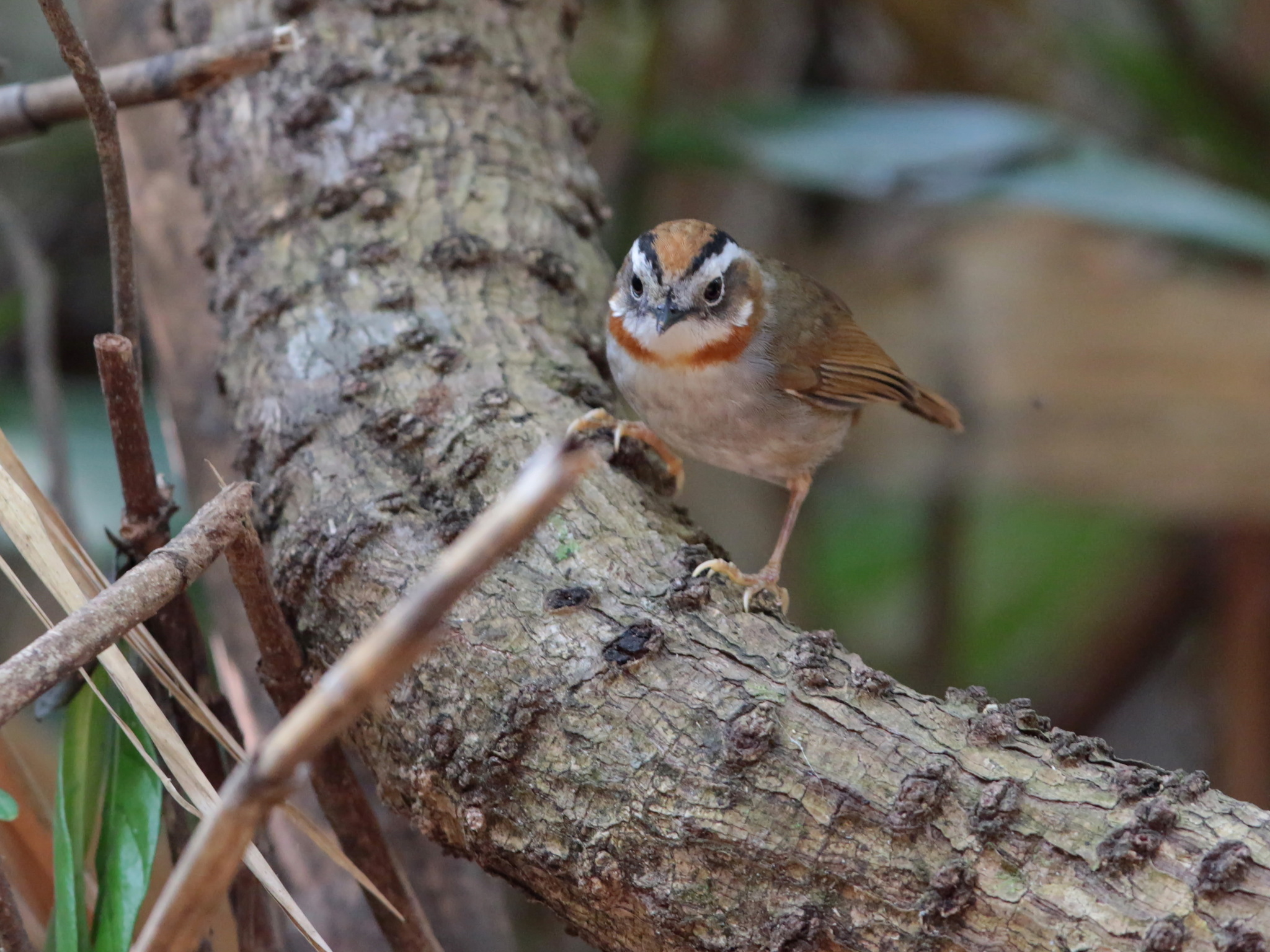 Rufous-throated Fulvetta