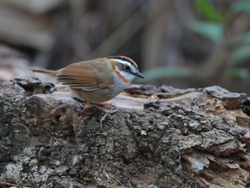 Rufous-throated Fulvetta (Schoeniparus rufogularis)