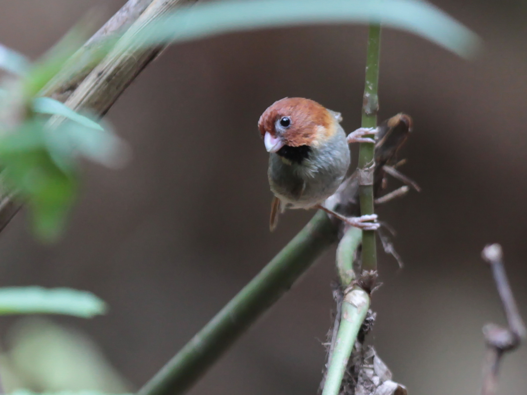 Short-tailed Parrotbill (Suthora davidiana)