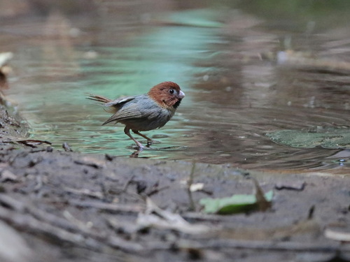 Short-tailed Parrotbill (Suthora davidiana), photo 5