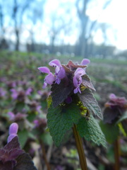 Lamium purpureum