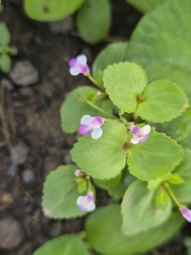 Craterostigma nummulariifolium, photograph 2