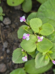 Craterostigma nummulariifolium, photograph (c) Ramesh Shenai, some rights reserved (CC BY)