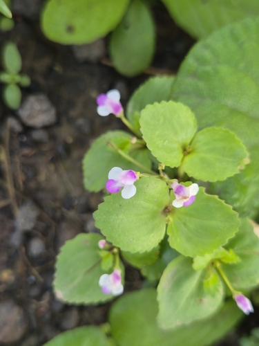 Craterostigma nummulariifolium, photograph 3