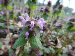 Lamium purpureum