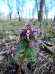 Lamium purpureum