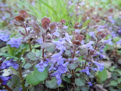 Glechoma hederacea