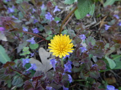 Taraxacum officinale