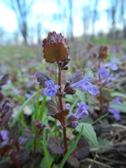Glechoma hederacea