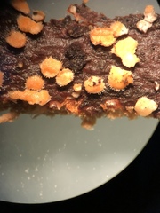 Aleurodiscus grantii