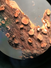 Aleurodiscus grantii