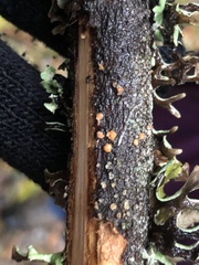 Aleurodiscus grantii