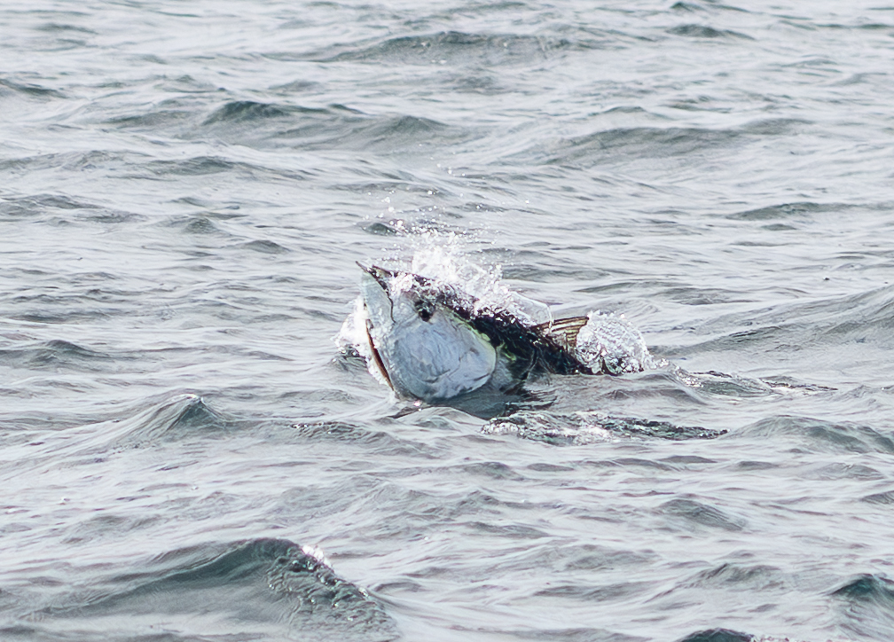 Bluefin tuna breaking the surface of choppy water with its pale underside showing