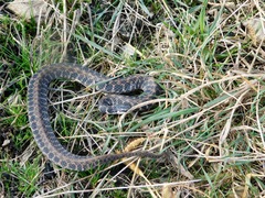 Clonophis kirtlandii