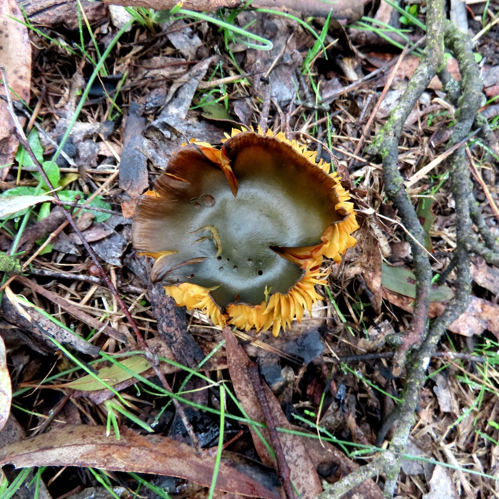 Cortinarius austrovenetus · July 2025 · photo: © cygnet (iNaturalist, cc-by)