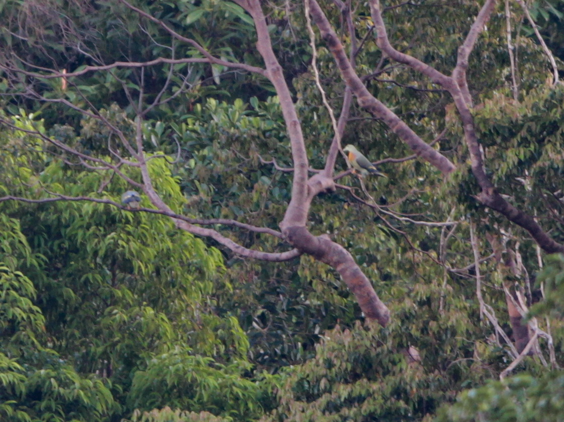 Large Green Pigeon (Treron capellei), photo 8