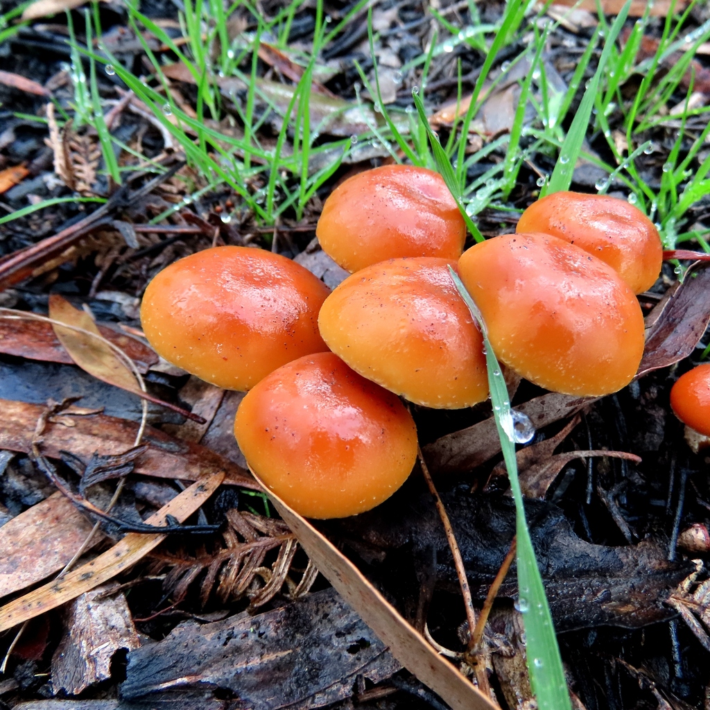 Hypholoma australianum · July 2025 · photo: © cygnet (iNaturalist, cc-by)