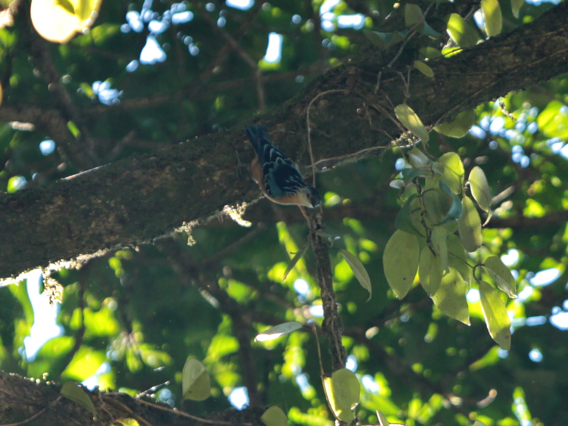 Beautiful Nuthatch (Sitta formosa), photo 5