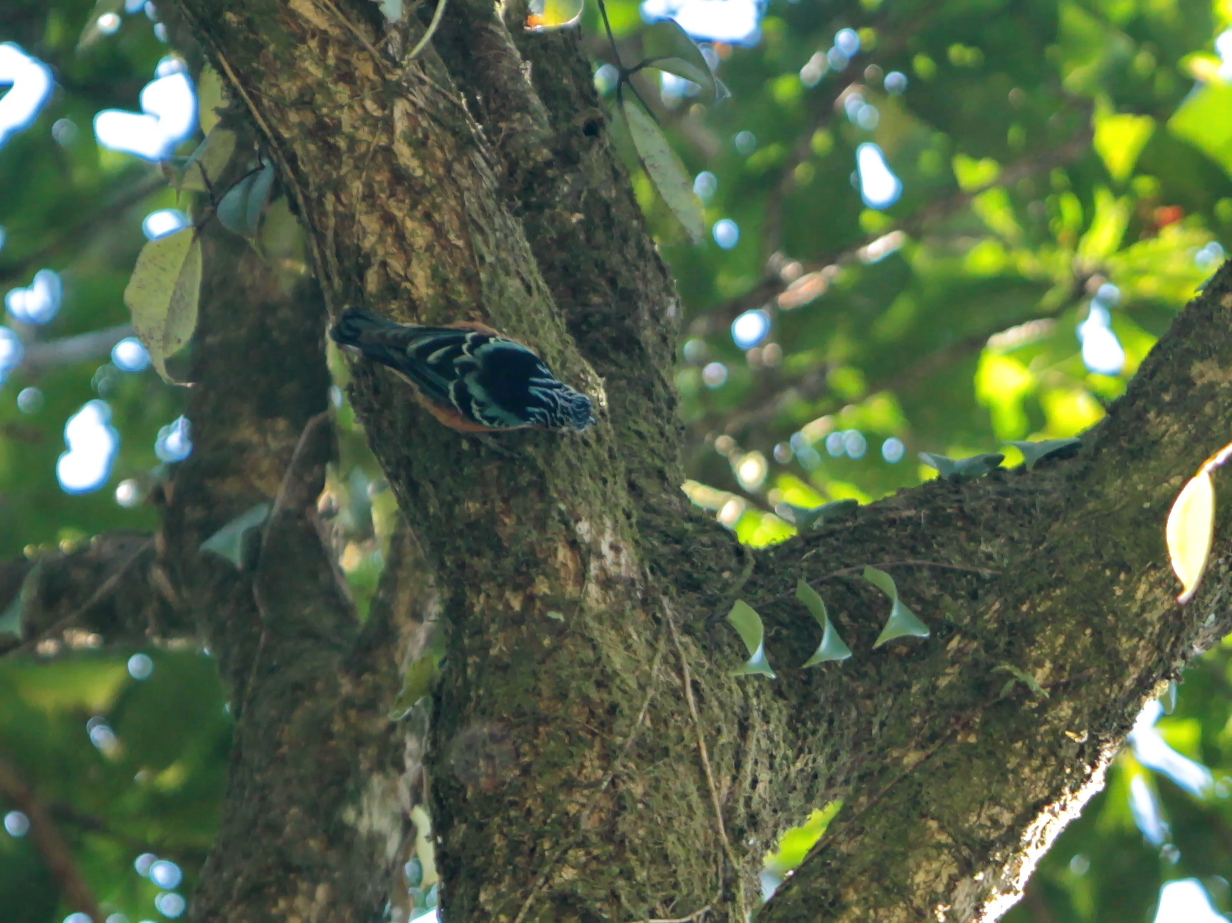 Beautiful Nuthatch