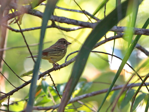 Chestnut Bunting (Emberiza rutila), photo 9