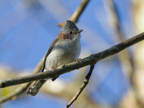 Indochinese Yuhina (Staphida torqueola), photo 10