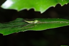 Chlorotipula