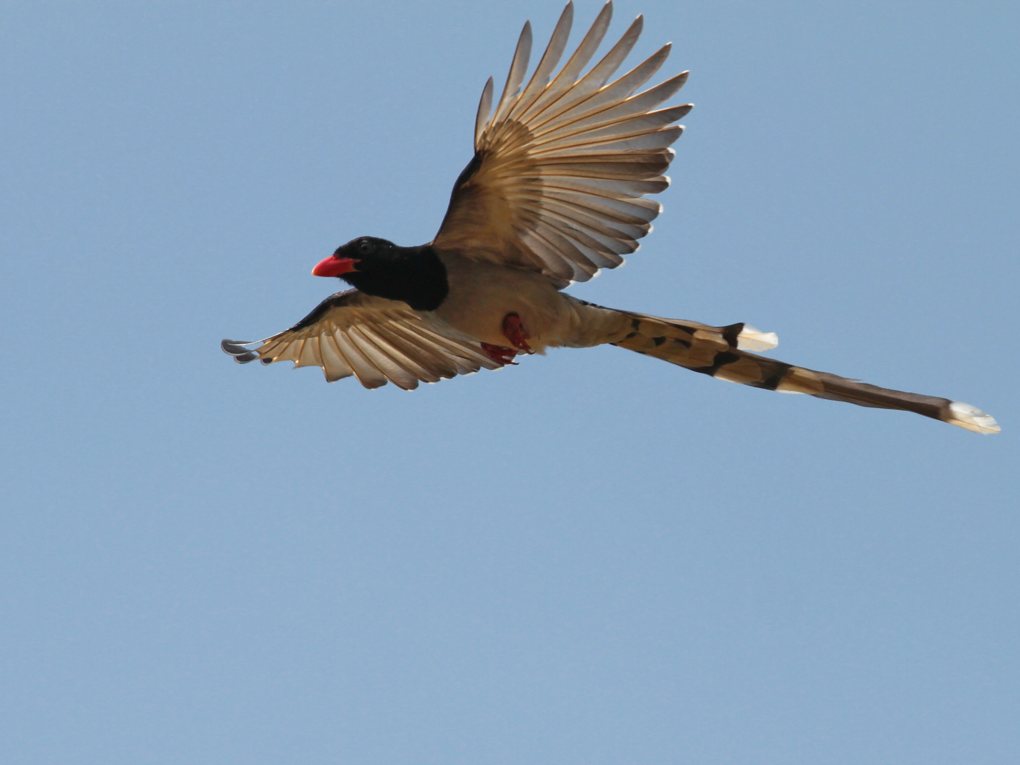 Red-billed Blue Magpie