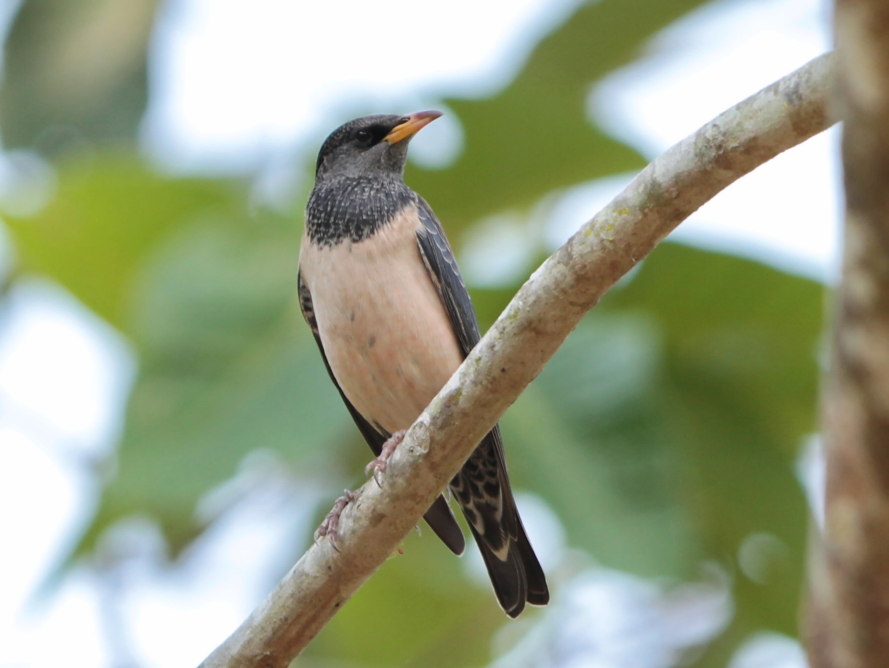 Rosy Starling