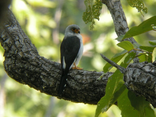 White-rumped Falcon (Neohierax insignis), photo 10