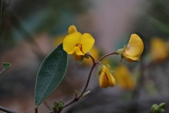 Podolobium scandens