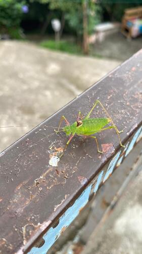 Schmidt's Bright Bush-cricket