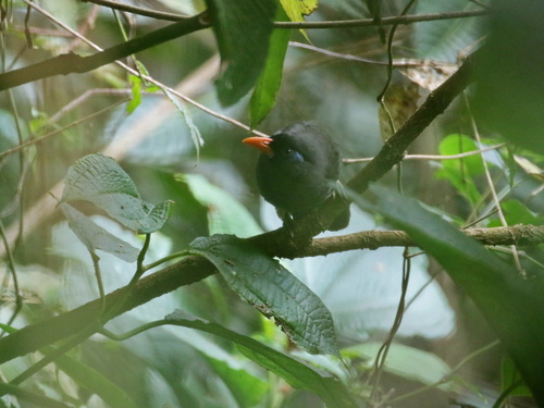Black Laughingthrush (Melanocichla lugubris), photo 1