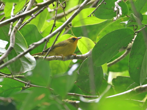 Golden Babbler (Cyanoderma chrysaeum), photo 8