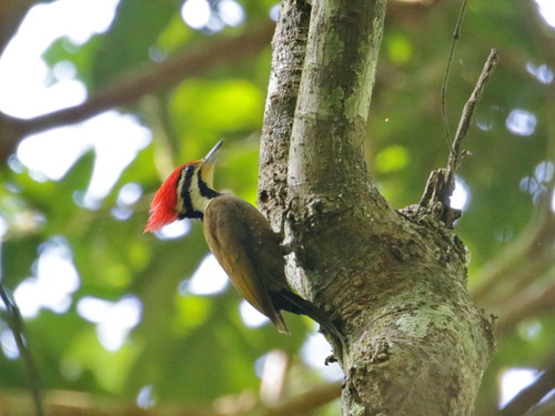 Olive-backed Woodpecker (Gecinulus rafflesii), photo 4
