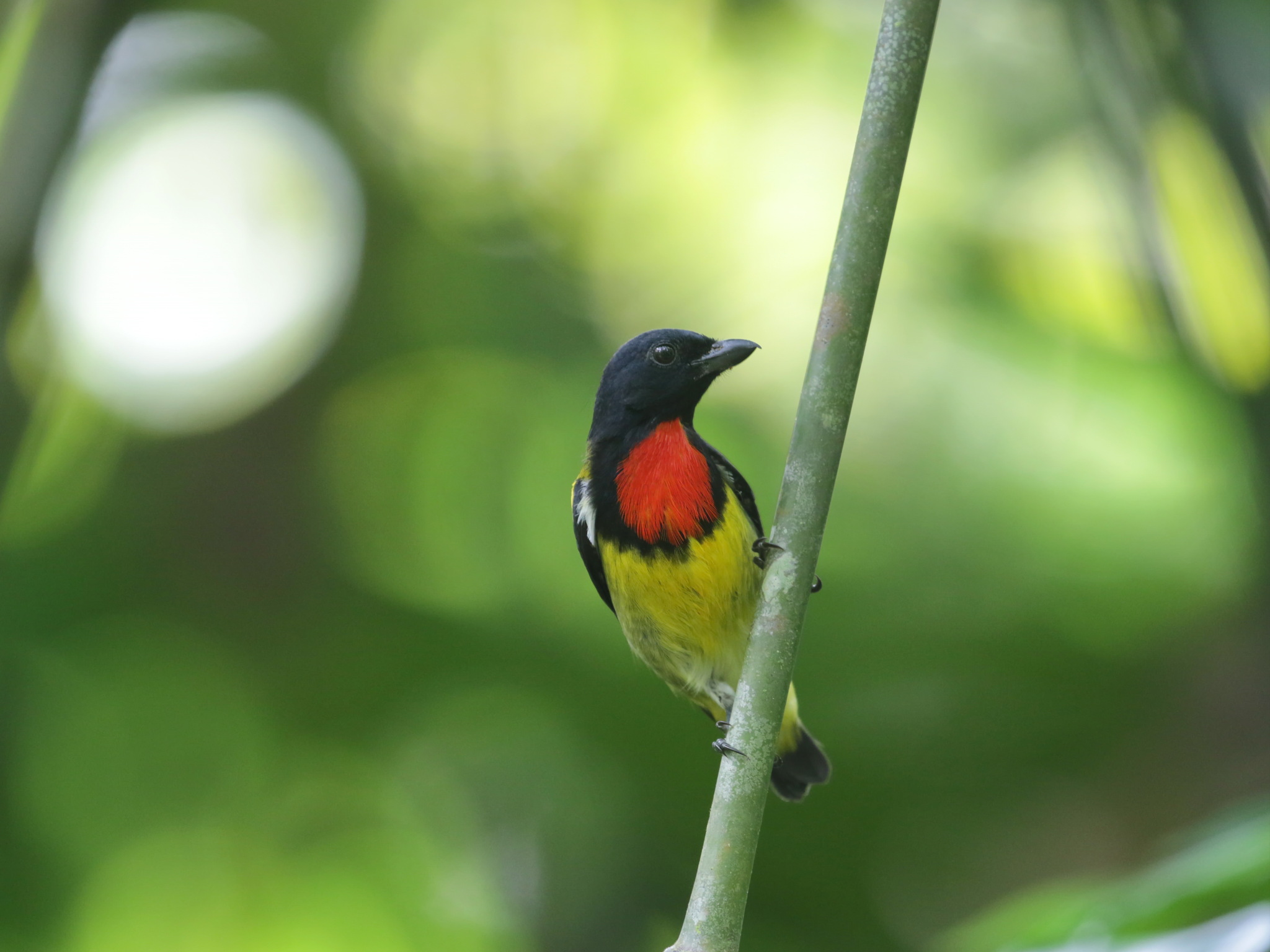 Scarlet-breasted Flowerpecker (Prionochilus thoracicus), photo 3