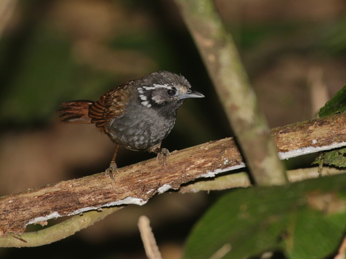 White-necked Babbler (Stachyris leucotis)