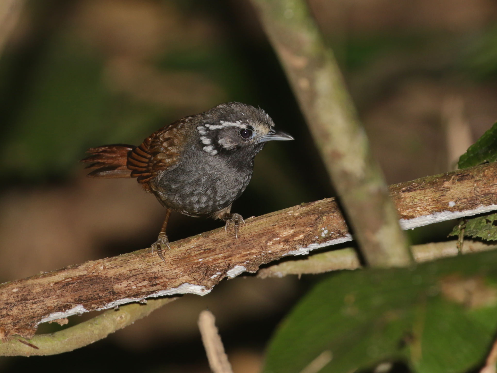 White-necked Babbler (Stachyris leucotis), photo 1