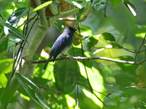 White-tailed Flycatcher (Leucoptilon concretum), photo 6