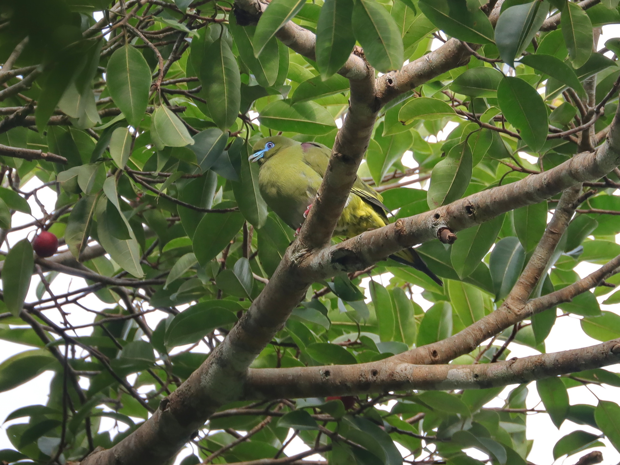 Yellow-vented Green Pigeon