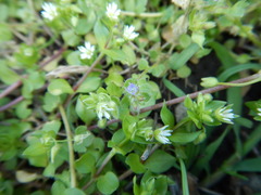 Stellaria media