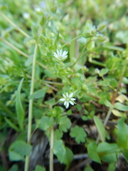 Stellaria media